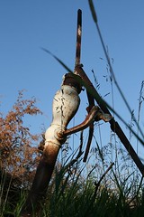 Forgotten, But Not Gone